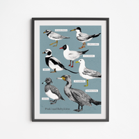 Baltic Birds Poster 50x70