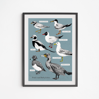 Plakat Ptaki Bałtyckie 21x30
